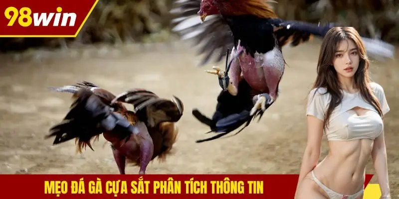 Mẹo đá gà cựa sắt phân tích thông tin