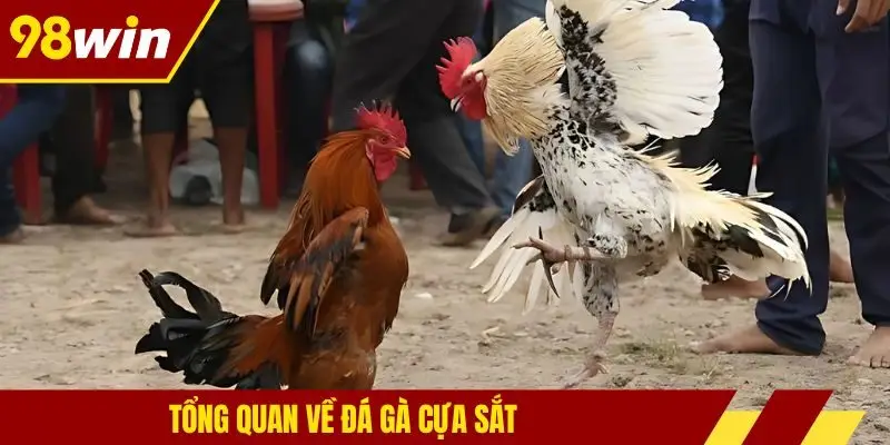 Tổng quan về đá gà cựa sắt