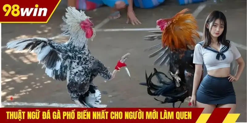Thuật ngữ đá gà phổ biến nhất cho người mới làm quen